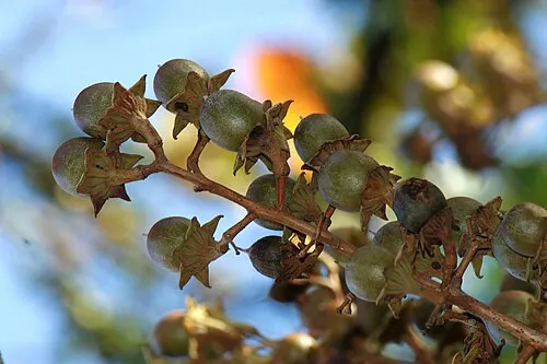 Banaba Leaf for insulin-independent glucose transport