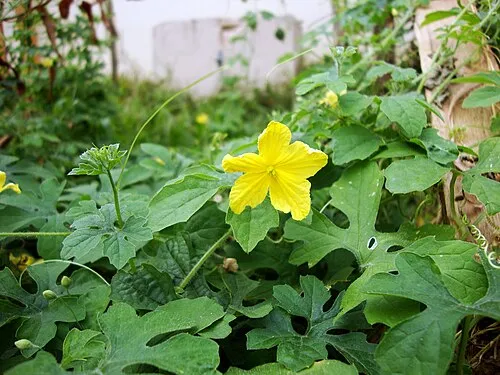 Bitter Melon for insulin-mimetic action