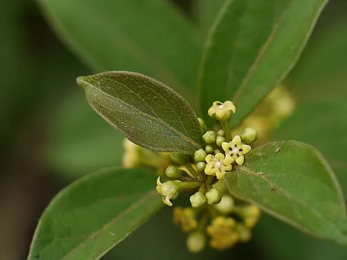 Gymnema Sylvestre for beta-cell support and craving reduction